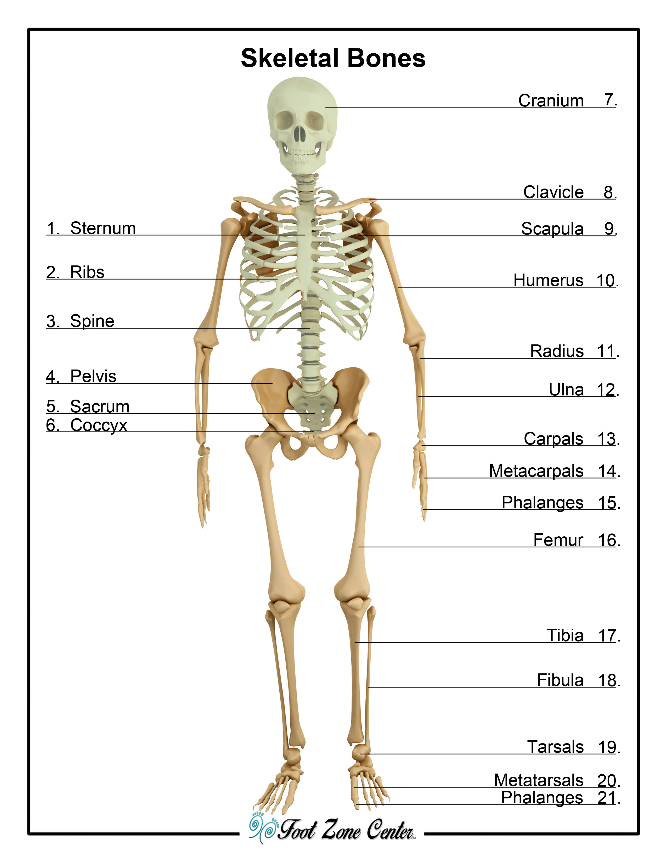 skeletal system diagram easy